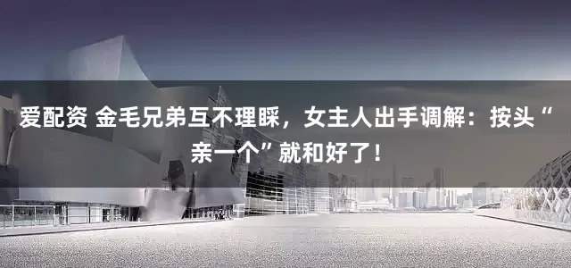 爱配资 金毛兄弟互不理睬，女主人出手调解：按头“亲一个”就和好了！